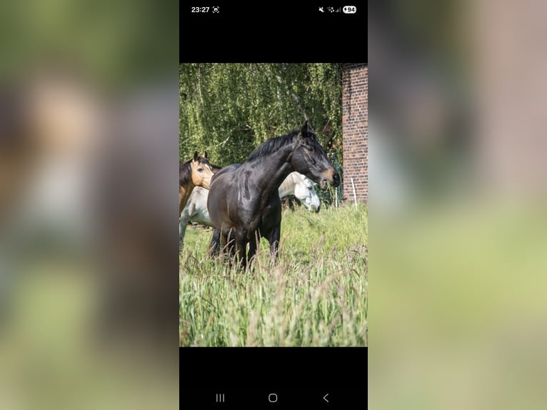 PRE Mare 13 years 14,2 hh Bay-Dark in Vlotho