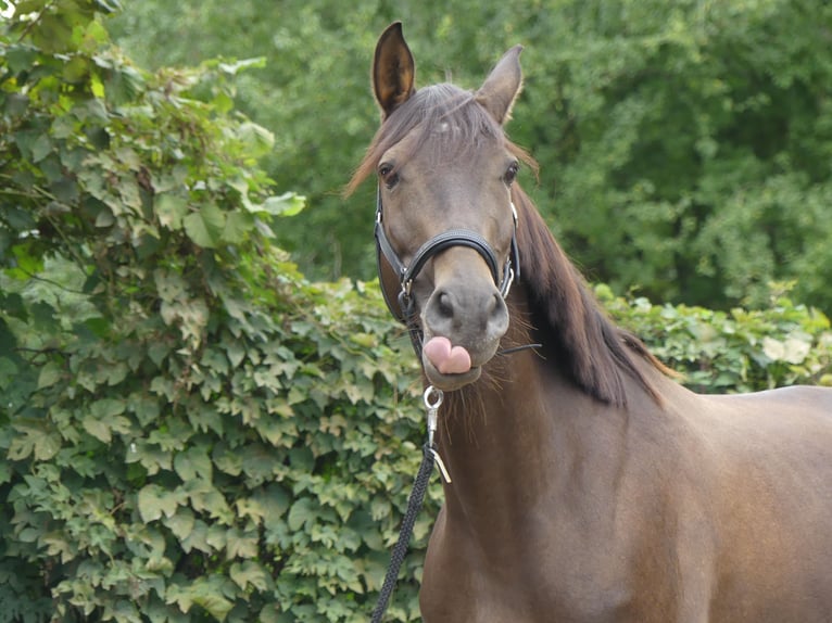 PRE Mix Mare 13 years 14,3 hh Chestnut in Witten