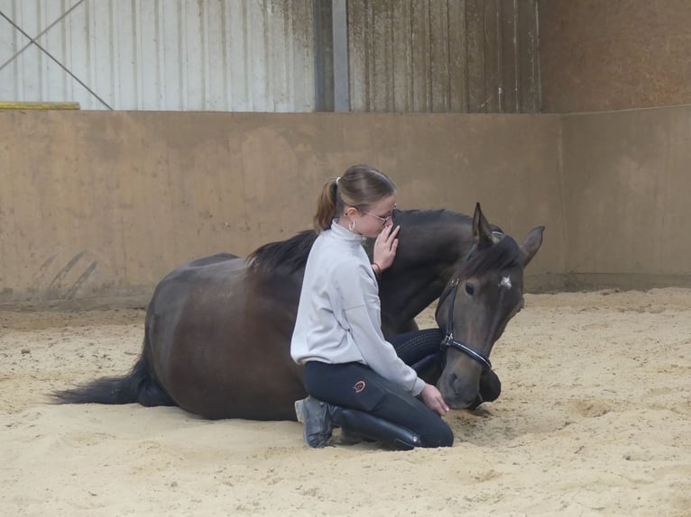 PRE Mix Mare 13 years 14,3 hh Chestnut in Witten
