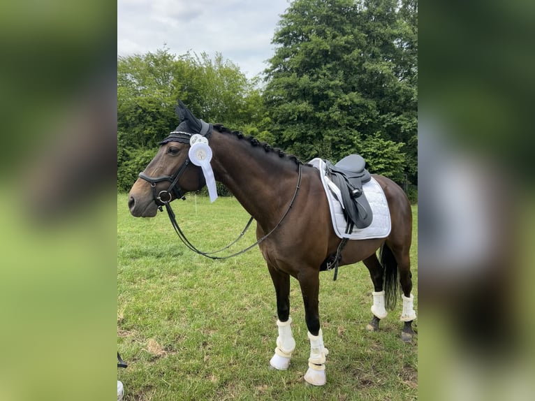 PRE Mix Mare 13 years 14,3 hh Chestnut in Witten