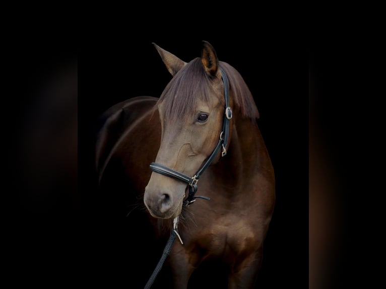PRE Mix Mare 13 years 14,3 hh Chestnut in Witten