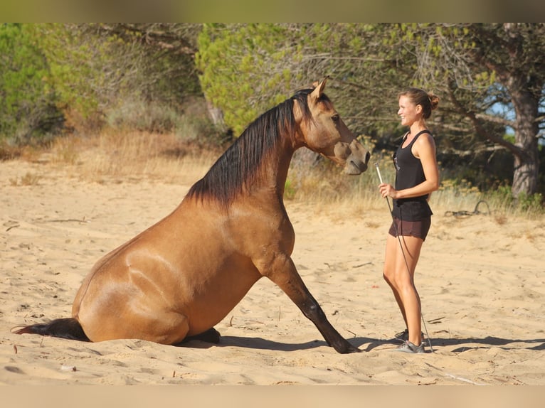 PRE Mix Mare 13 years 14,3 hh Dun in St&#xFC;hlingen