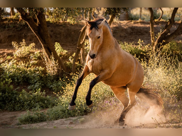 PRE Mix Mare 13 years 14,3 hh Dun in St&#xFC;hlingen
