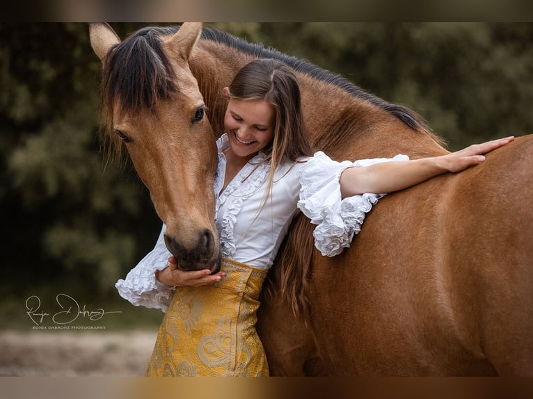 PRE Mix Mare 13 years 14,3 hh Dun in St&#xFC;hlingen