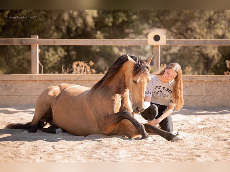 PRE Mix Mare 13 years 14,3 hh Dun in St&#xFC;hlingen