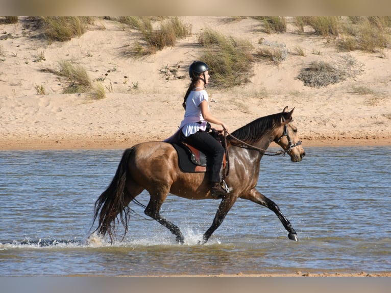 PRE Mix Mare 13 years 14,3 hh Dun in St&#xFC;hlingen