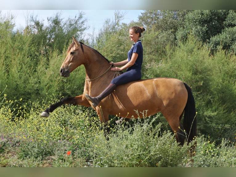 PRE Mix Mare 13 years 14,3 hh Dun in St&#xFC;hlingen