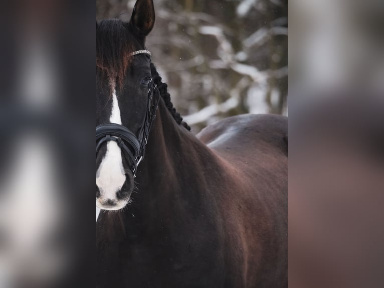 PRE Mix Mare 13 years 15,1 hh Black in Nettersheim