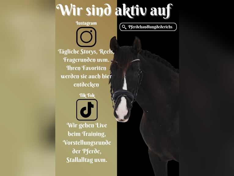 PRE Mix Mare 13 years 15,1 hh Black in Nettersheim