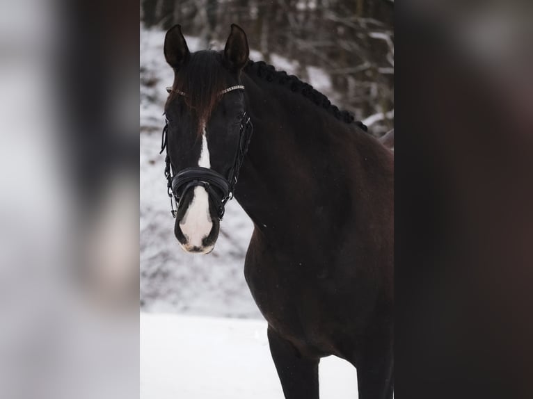 PRE Mix Mare 13 years 15,1 hh Black in Nettersheim