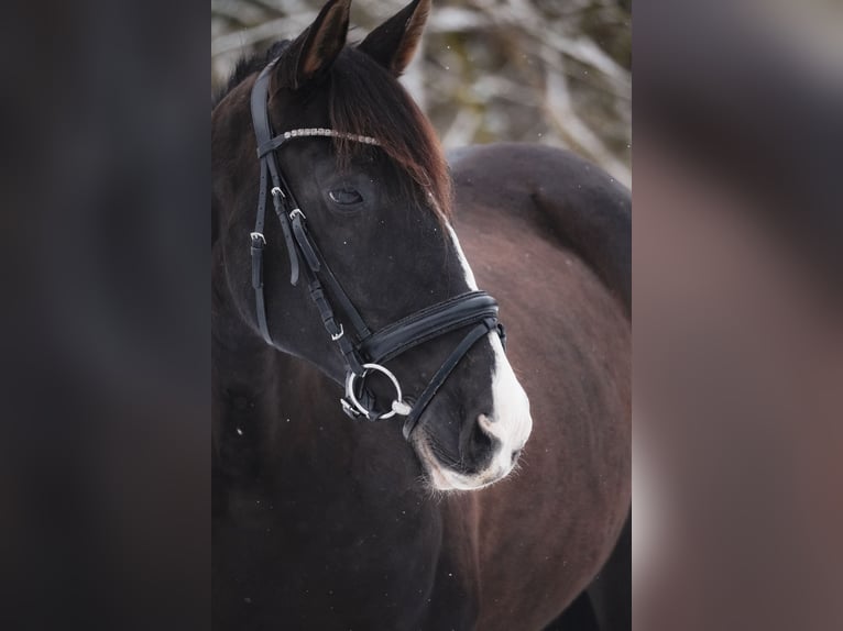 PRE Mix Mare 13 years 15,1 hh Black in Nettersheim