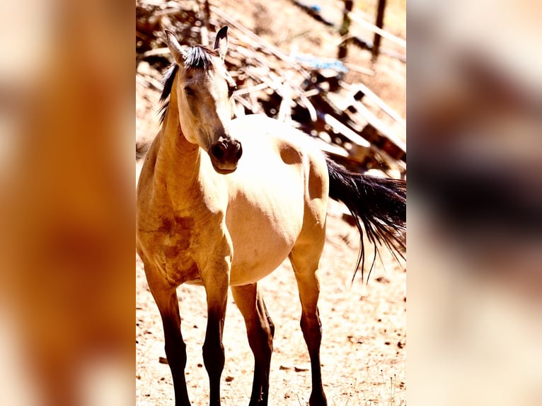 PRE Mix Mare 13 years 15.1 hh Dun in Segovia