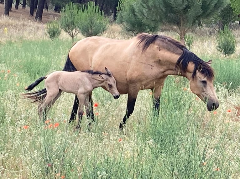 PRE Mix Mare 13 years 15.1 hh Dun in Segovia