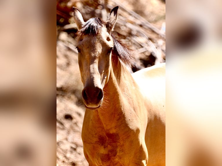 PRE Mix Mare 13 years 15.1 hh Dun in Segovia