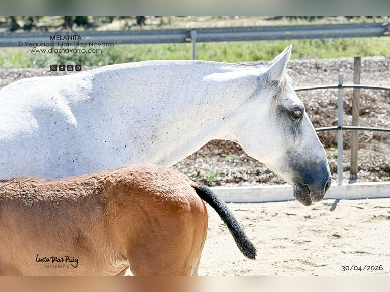 PRE Mare 13 years 15.1 hh Grey in Arjona