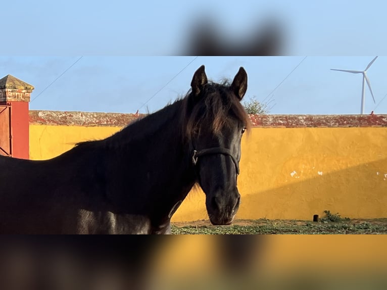 PRE Mare 13 years 15,2 hh Black in Jerez de la Frontera