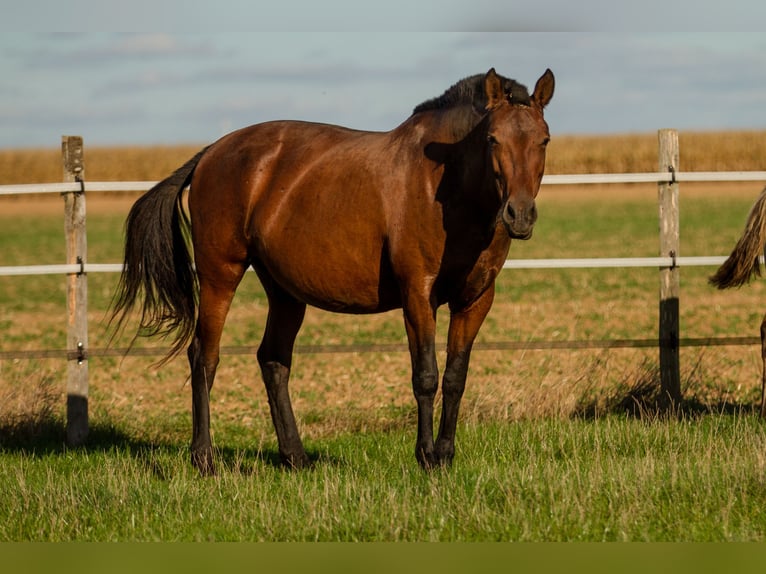 PRE Mix Mare 13 years 15,2 hh Brown in Courtomer