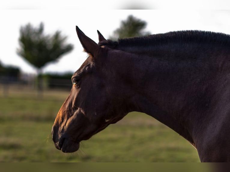 PRE Mix Mare 13 years 15,2 hh Brown in Courtomer