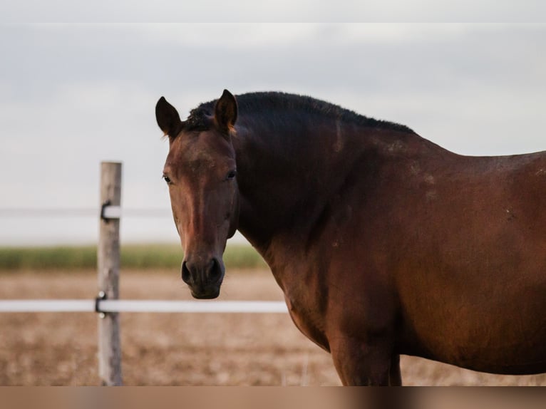 PRE Mix Mare 13 years 15,2 hh Brown in Courtomer