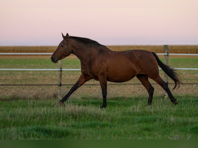 PRE Mix Mare 13 years 15,2 hh Brown in Courtomer