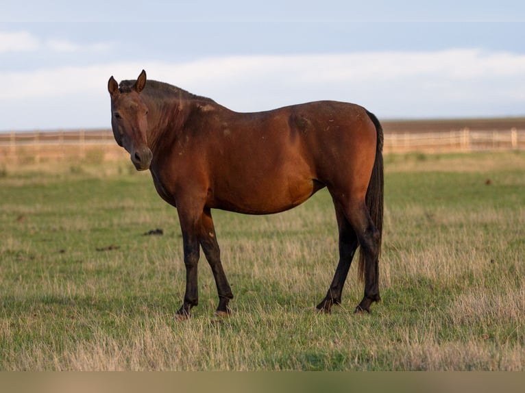 PRE Mix Mare 13 years 15,2 hh Brown in Courtomer