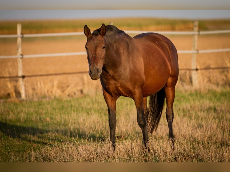 PRE Mix Mare 13 years 15,2 hh Brown in Courtomer