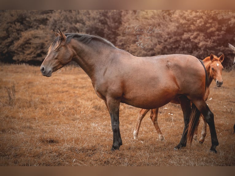 PRE Mix Mare 13 years 15,2 hh Brown in Courtomer