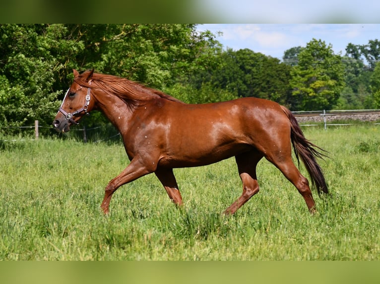 PRE Mare 13 years 15,2 hh Chestnut-Red in Laupheim