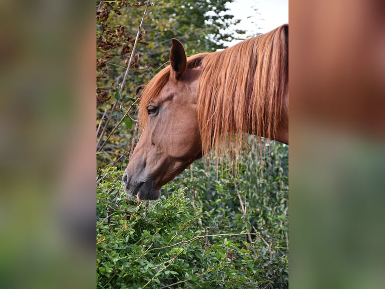 PRE Mare 13 years 15,2 hh Chestnut-Red in Laupheim