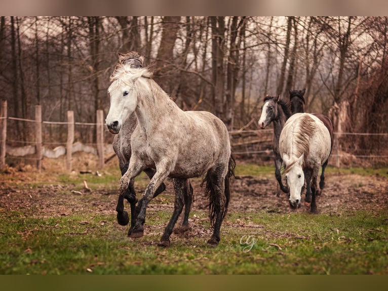 PRE Mare 13 years 15,2 hh Gray in Leipe