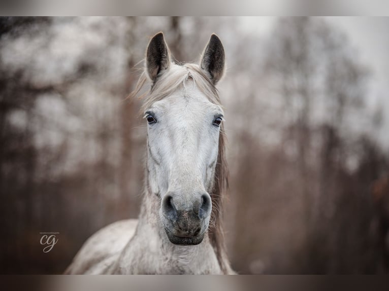 PRE Mare 13 years 15,2 hh Gray in Leipe