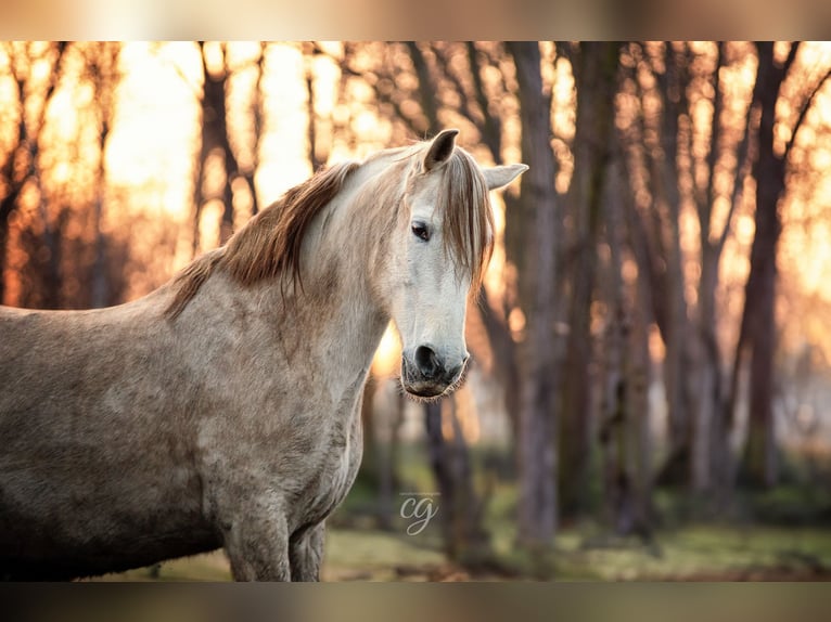 PRE Mare 13 years 15,2 hh Gray in Leipe