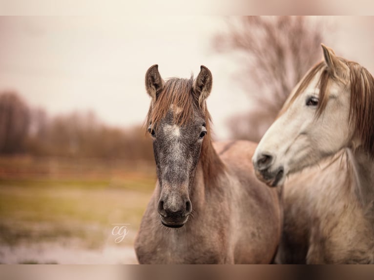 PRE Mare 13 years 15,2 hh Gray in Leipe