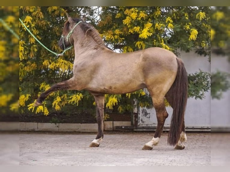 PRE Mix Mare 13 years 15.3 hh Black in Valencia