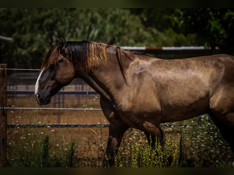 PRE Mix Mare 13 years 15.3 hh Black in Valencia