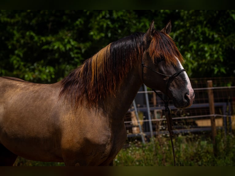 PRE Mix Mare 13 years 15.3 hh Black in Valencia