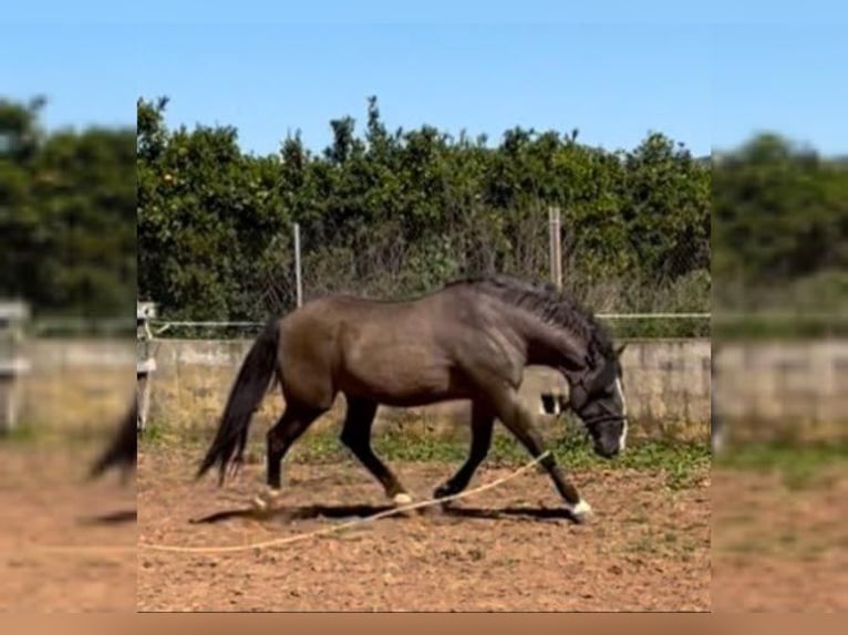 PRE Mix Mare 13 years 15.3 hh Black in Valencia