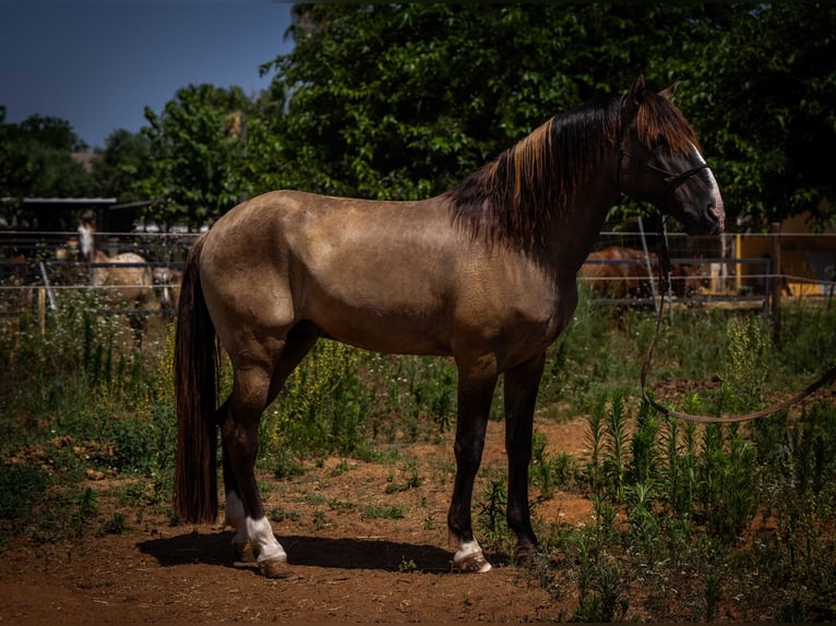 PRE Mix Mare 13 years 15.3 hh Black in Valencia