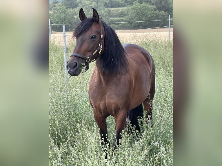 PRE Mix Mare 13 years 15,3 hh Brown in Zuzenhausen