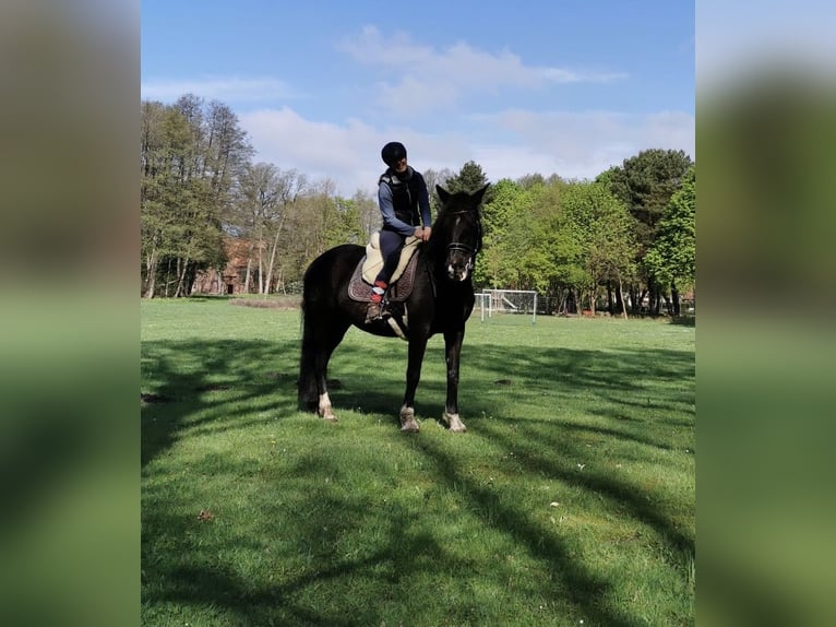 PRE Mix Mare 13 years 15,1 hh Black in Munster