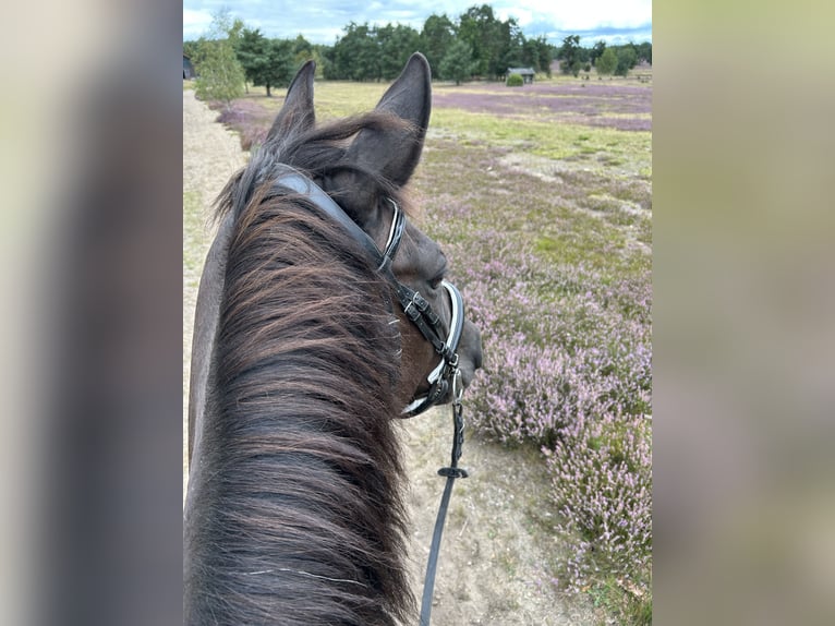 PRE Mix Mare 13 years 15,1 hh Black in Munster