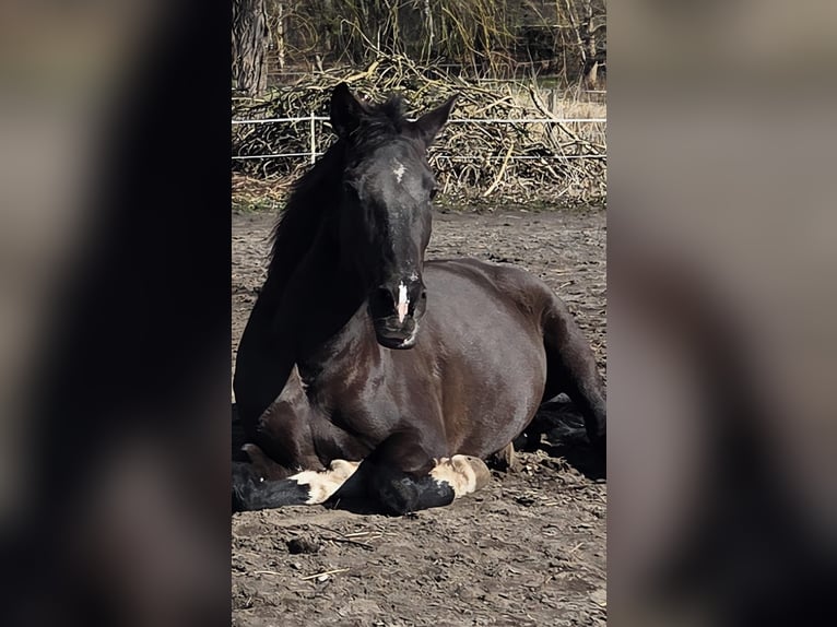 PRE Mix Mare 13 years 15,1 hh Black in Munster