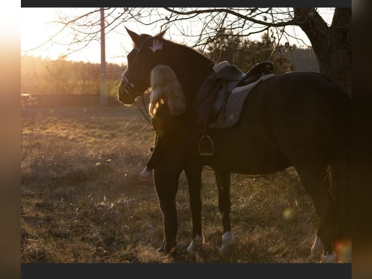 PRE Mix Mare 13 years 15,1 hh Black in Munster