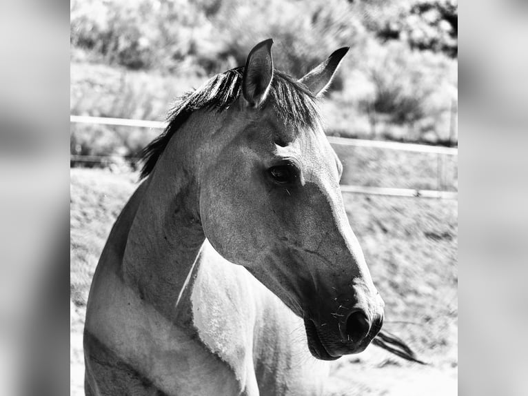 PRE Mix Mare 13 years 15,1 hh Dun in Segovia