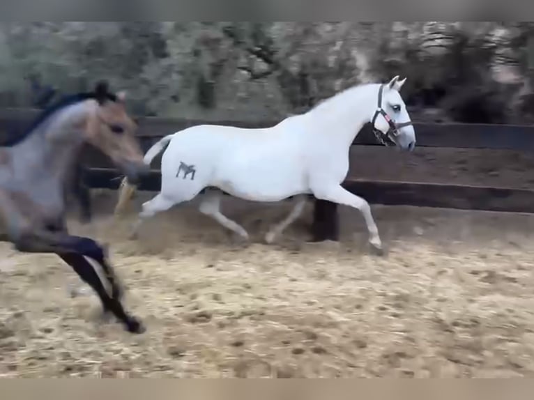 PRE Mix Mare 13 years 15,1 hh Grey in Arjona