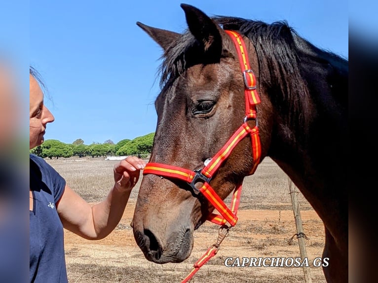 PRE Mix Mare 13 years 15,2 hh Brown in Saarbrücken