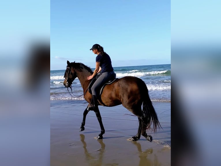 PRE Mix Mare 13 years 15,2 hh Brown in Saarbrücken