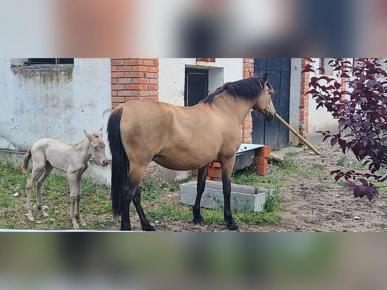 PRE Mix Mare 13 years 15,2 hh Dun in Segovia