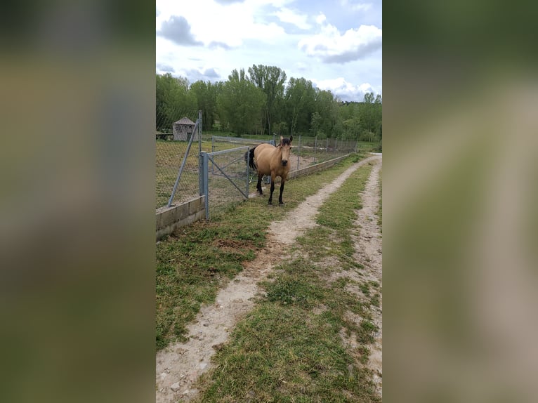 PRE Mix Mare 13 years 15,2 hh Dun in Segovia