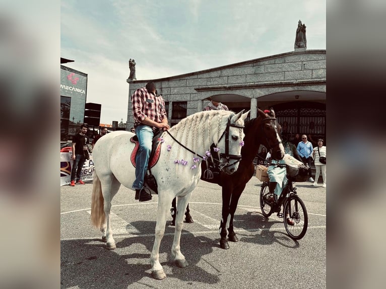 PRE Mare 13 years 15,2 hh Grey-Fleabitten in Vilanova De Arousa (Casco Urbano)